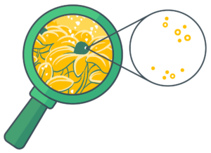 Illustration of a magnifying glass zooming in on a pollen grain on a flower 